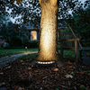 Arc LED uplight at the base of a maple tree throwing warm light up the trunk