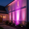 purple-pink
