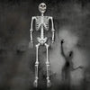 Skeleton decoration posed for a Halloween display