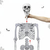Full body plastic skeleton Halloween prop detail